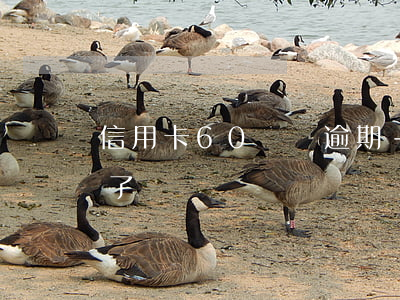 信用卡60塊錢逾期-信用卡60塊錢逾期了