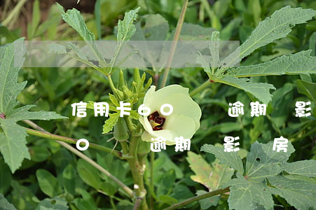 信用卡60塊錢逾期會影響房貸嗎(信用卡60塊錢逾期會影響房貸嗎)