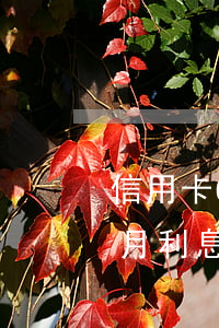 信用卡60萬逾期利息多少(60萬信用卡每月利息)