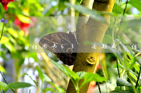 信用卡63萬逾期截圖(信用卡逾期6萬)