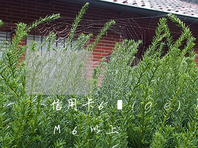 信用卡6個(gè)月處于逾期（信用卡逾期M6以上）