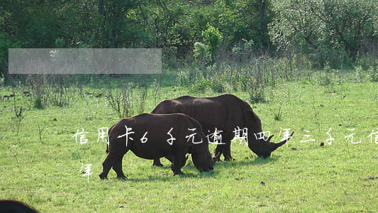 信用卡6千元逾期四年(三千元信用卡逾期四年)