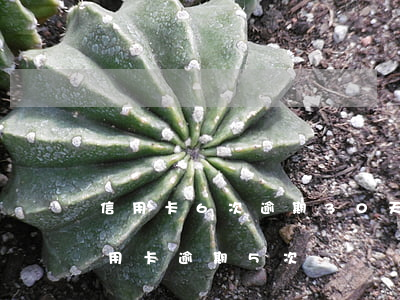 信用卡6次逾期30天(兩年內(nèi)信用卡逾期5次)