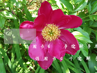 信用卡6萬多逾期多久銀行會(huì)起訴 信用卡6千逾期多久會(huì)被起訴
