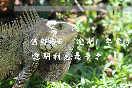 信用卡6萬逾期1年要多少利息(6萬信用卡逾期利息是多少)