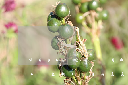 信用卡6萬逾期三個月利息是多少-信用卡6萬逾期三個月利息是多少錢