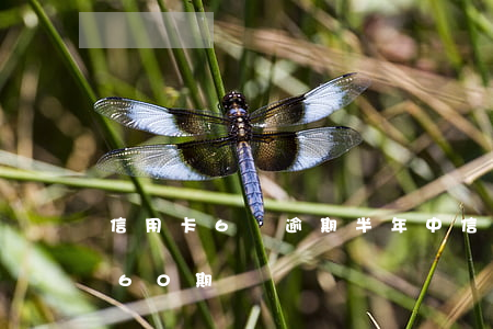 信用卡6萬逾期半年（中信信用卡逾期可以分60期嗎）