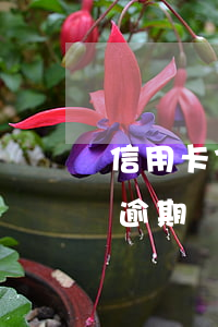 信用卡73元逾期100天(信用卡60塊錢逾期)