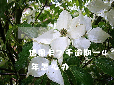 信用卡7千逾期一4个月(信用卡七千逾期一年怎么办)