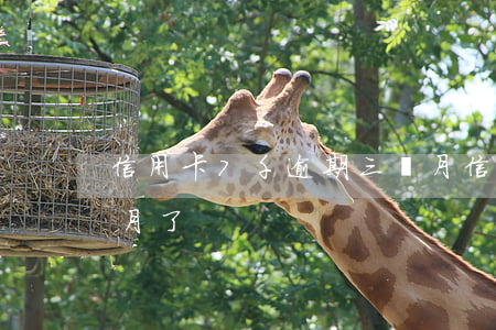 信用卡7千逾期三個月（信用卡8萬逾期7個月了）