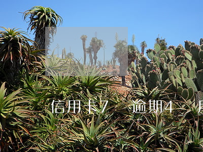 信用卡7張逾期4個月了(信用卡逾期了四天)