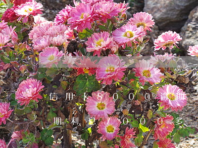信用卡8000逾期三年多少利息（信用卡逾期利息7000多）