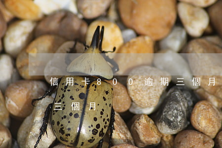信用卡800逾期三個月(信用卡800逾期三個月)