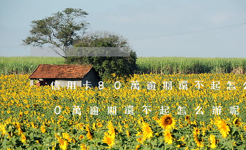 信用卡80萬逾期還不起怎么辦-信用卡80萬逾期還不起怎么辦呢