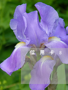信用卡8次逾期怎么辦(信用卡8塊錢逾期)