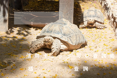 信用卡app可以查詢逾期嗎（信用卡逾期手機(jī)查詢）