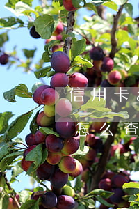 信用卡app可以查询逾期吗（信用卡app怎么查逾期记录）