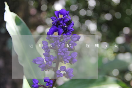 信用卡e招貸逾期5天
