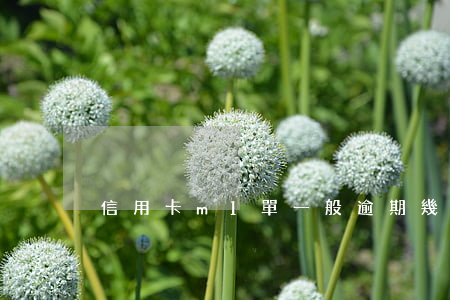 信用卡m1單一般逾期幾天(M1 逾期率)