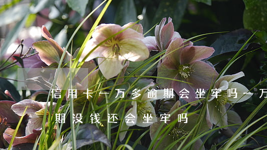 信用卡一万多逾期会坐牢吗(一万多信用卡逾期没钱还会坐牢吗)