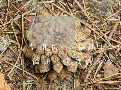 信用卡一万逾期半个月利息多少(信用卡1w逾期一天利息多少)