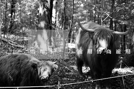 信用卡一万逾期协商(逾期很久的信用卡协商)