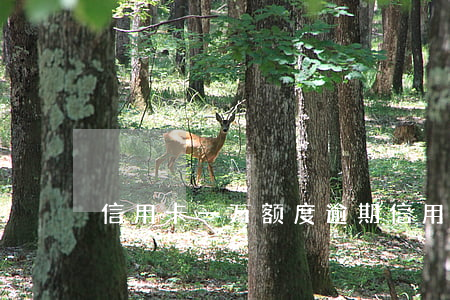 信用卡一万额度逾期(信用卡一万额度逾期)