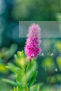 信用卡一個(gè)星期忘記還款會(huì)逾期嗎-信用卡一個(gè)星期忘記還款會(huì)逾期嗎怎么辦