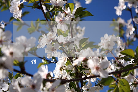 信用卡一個(gè)月不還要求全額