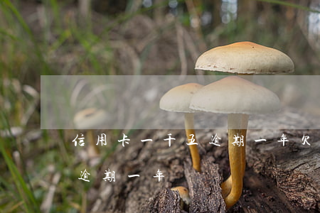 信用卡一千五逾期一年(欠信用卡15000逾期一年)