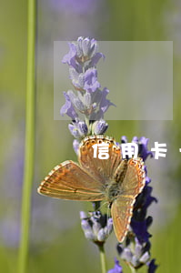 信用卡一千塊逾期8年