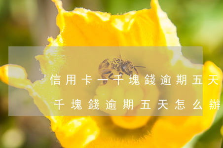 信用卡一千塊錢逾期五天怎么辦-信用卡一千塊錢逾期五天怎么辦理