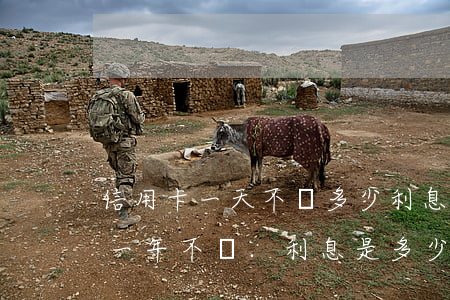 信用卡一天不還多少利息嗎(信用卡6000一年不還.利息是多少)