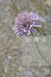 信用卡一年3次逾期(信用卡3千逾期兩年)