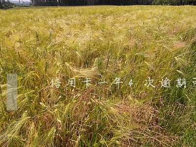 信用卡一年4次逾期可以辦理貸款