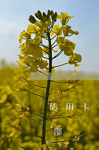 信用卡一張逾期是全部(信用卡一張逾期是全部還嗎)