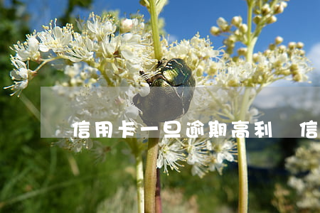 信用卡一旦逾期高利貸(信用卡逾期限高)