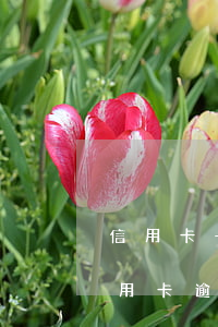 信用卡一次無(wú)意逾期(征信有一次信用卡逾期)