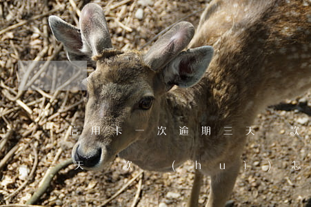 信用卡一次逾期三天還款(信用卡一次逾期三天還款會(huì)怎么樣)