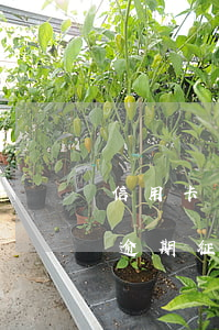 信用卡一次逾期征信嗎多久消除（信用卡一次逾期征信嗎）