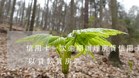 信用卡一次逾期辦理房貸(信用卡逾期一次可以貸款買房嗎)