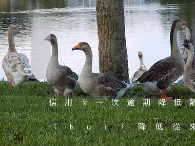 信用卡一次逾期降低額度(信用卡額度怎么會(huì)降低從來(lái)沒(méi)有逾期過(guò))
