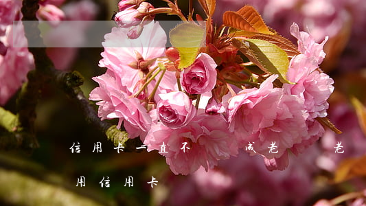 信用卡一直不還會成老賴嗎(老賴為什么還能用信用卡)