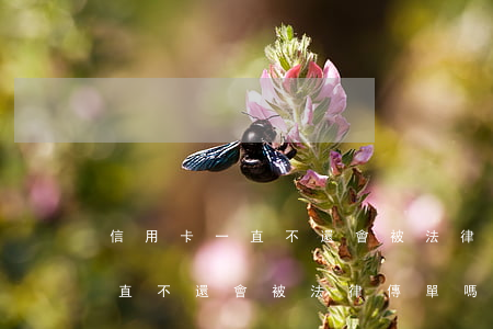 信用卡一直不還會被法律傳單嗎-信用卡一直不還會被法律傳單嗎怎么辦