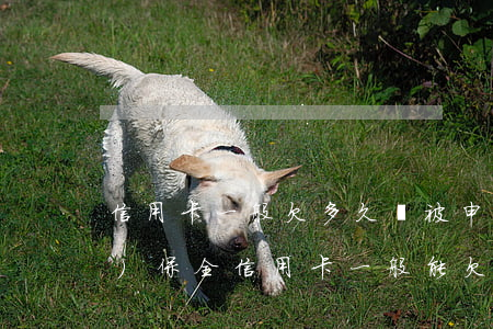 信用卡一般欠多久會被申請財產(chǎn)保全（信用卡一般能欠多久）