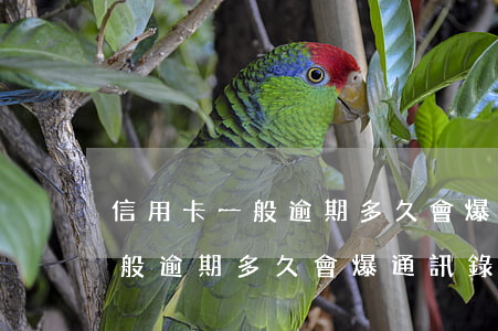 信用卡一般逾期多久會爆通訊錄-信用卡一般逾期多久會爆通訊錄呢