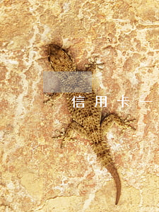 信用卡一萬(wàn)八逾期半年利息