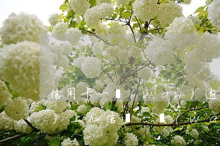 信用卡一萬(wàn)逾期三年會(huì)上征信嗎(一萬(wàn)的信用卡逾期兩年)