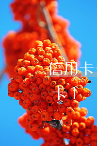 信用卡一萬(wàn)額度不還怎么辦(信用卡1萬(wàn)額度高不高)