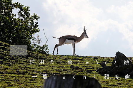 信用卡一萬(wàn)額度逾期一年(信用卡一萬(wàn)額度逾期一年會(huì)怎么樣)